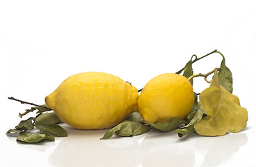 Image showing yellow sicilian fresh lemons