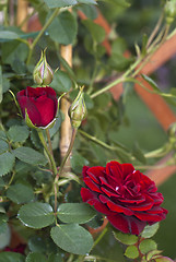 Image showing Red rosebud 