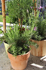 Image showing Herbs in the pot