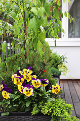 Image showing Modern terrace with a lot of flowers