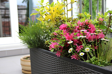 Image showing Modern terrace with a lot of flowers