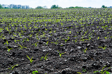 Image showing Young fragile corn plants