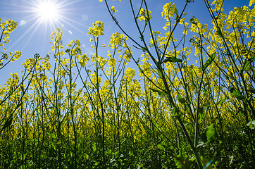 Image showing In the rape field