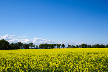 Image showing Rape field view