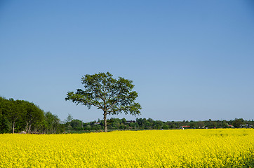 Image showing Single tree