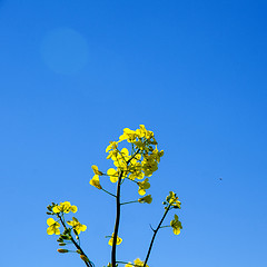 Image showing Yellow flower closeup