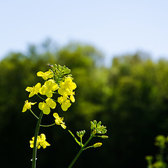 Image showing Rape seed flower