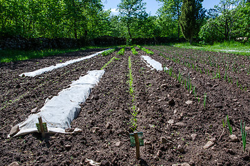 Image showing Garden plot