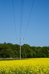Image showing Electric lines over rape field
