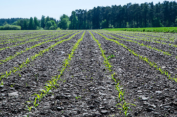 Image showing Cornfield closeup