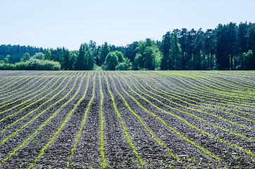 Image showing Cornfield rows