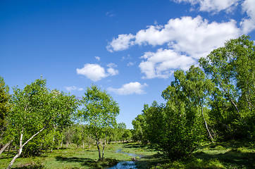 Image showing Small creek