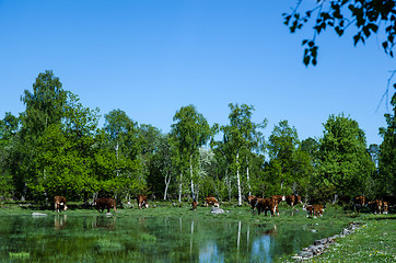 Image showing Grazing cattle at pond