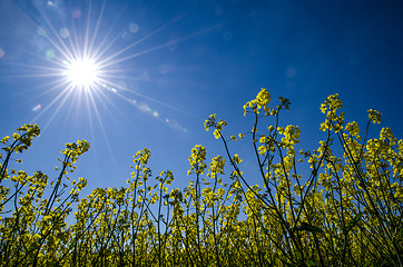 Image showing Sun over rape field