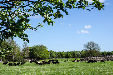 Image showing Grazing black sheep
