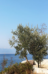 Image showing Beautiful turquoise sea and nature