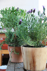 Image showing Rosemary in the pot