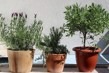Image showing Rosemary in the pot