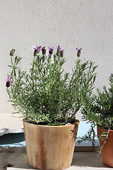 Image showing Rosemary in the pot