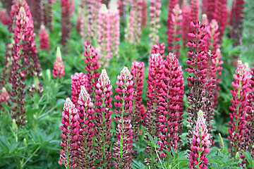 Image showing Flowers of lupine