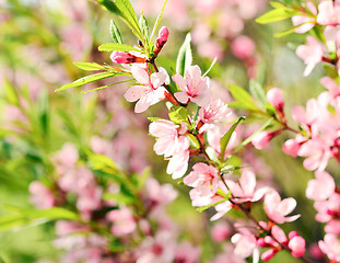 Image showing Cherry flower