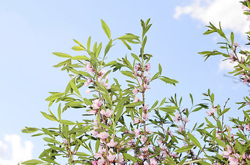 Image showing Sakura