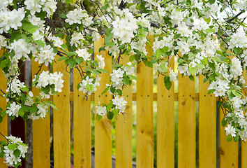 Image showing apple blossoms