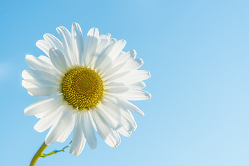 Image showing Marguerite backlit