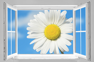 Image showing Open window with marguerite