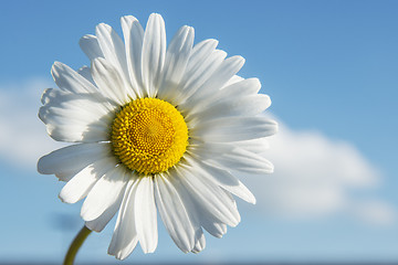 Image showing Closeup Marguerite