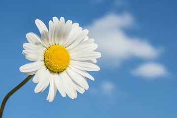 Image showing White marguerite