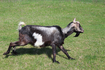 Image showing Goat running on a pasture