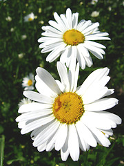 Image showing two white beautiful chamomiles