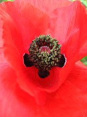 Image showing beautiful flower of red poppy