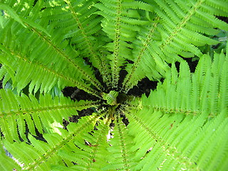 Image showing Fine pattern from leaves of fern