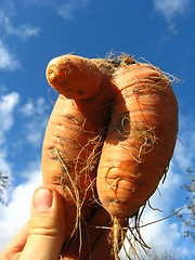 Image showing bunch of pulled out unusual carrot