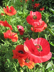 Image showing beautiful flower of red poppy