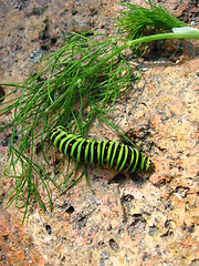 Image showing Caterpillar of butterfly machaon on the stone