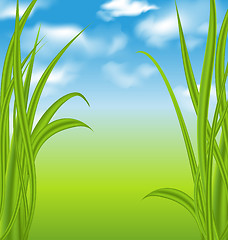 Image showing Nature background with green grass and sky