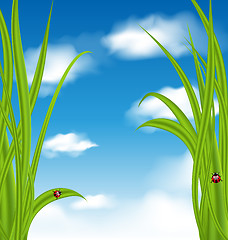 Image showing Nature background with green grass and ladybug