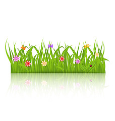 Image showing Green grass with flower isolated on white background