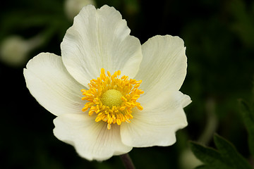 Image showing Flower of Anemone sylvestris