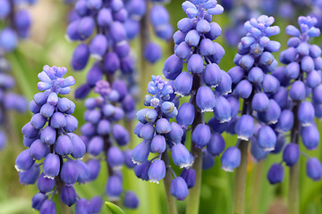 Image showing Flowers of Muscari armeniacum