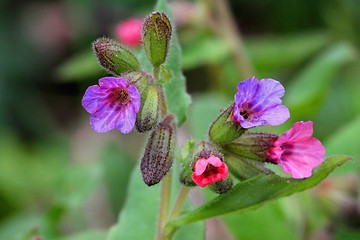 Image showing Flowers of Pulmonaria obscura