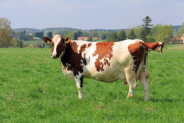 Image showing Cow Grazing on a Meadow at Spring