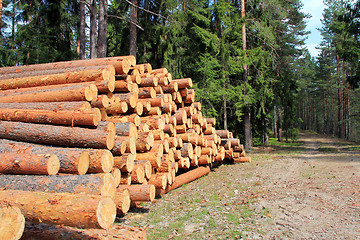 Image showing Pine Logs in Spring Forest