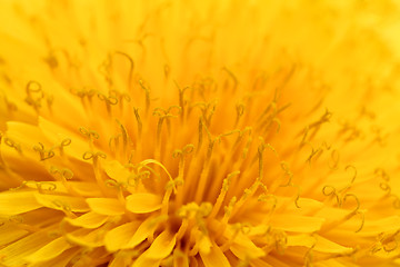 Image showing Background of Yellow Taraxacum officinalis