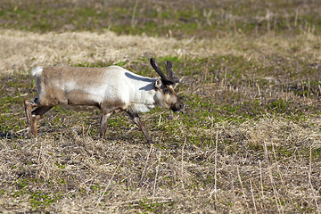 Image showing Raindeer grassing