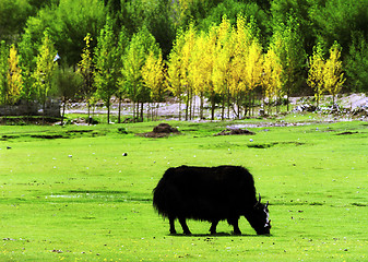 Image showing Yak in the plateau