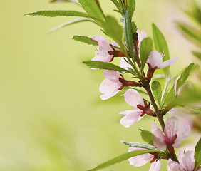 Image showing Sakura